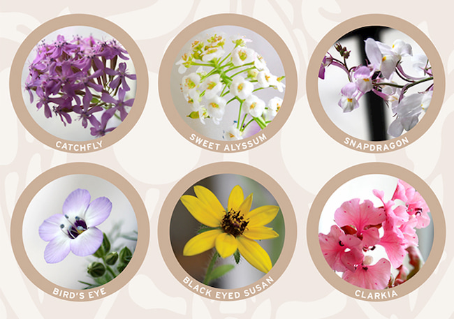 Wildflower-seed-paper-blend
